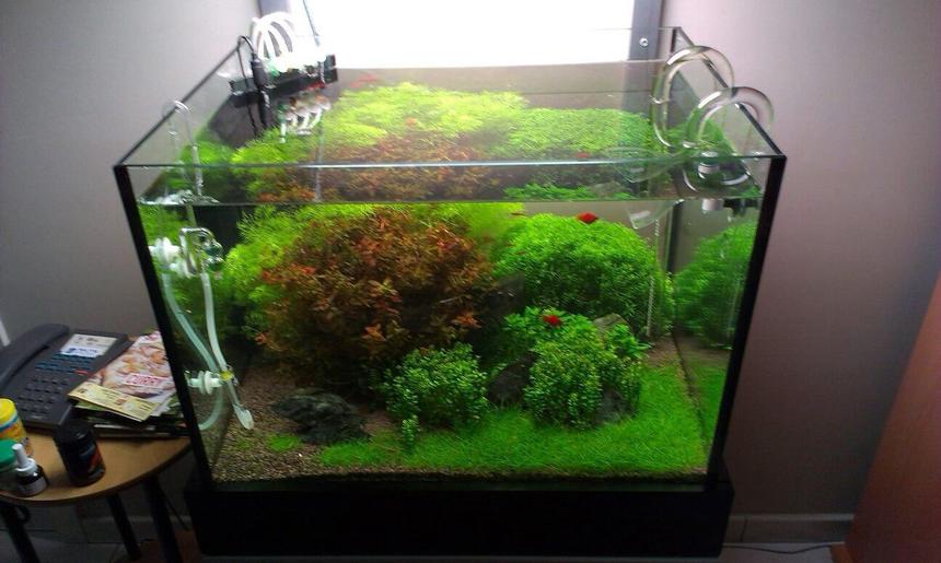 Rated #9: 20 Gallons Planted Tank - Tank after weekly maintenance