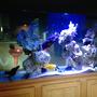 150 gallons reef tank (mostly live coral and fish)