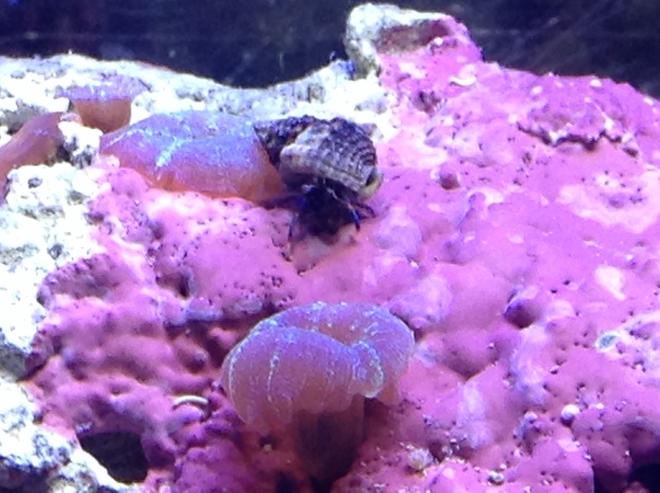 corals inverts - calcinus laevimanus - dwarf zebra hermit crab stocking in 55 gallons tank - Crab