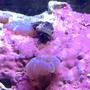 corals inverts - calcinus laevimanus - dwarf zebra hermit crab stocking in 55 gallons tank - Crab
