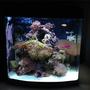 24 gallons reef tank (mostly live coral and fish) - My 24 gal dd nano
