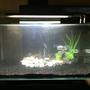 7 gallons freshwater fish tank (mostly fish and non-living decorations) - This is my tank I will upload more as I go