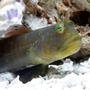 saltwater fish - cryptocentrus pavoninoides - bluespotted watchman goby stocking in 125 gallons tank - Blue Spotted Goby