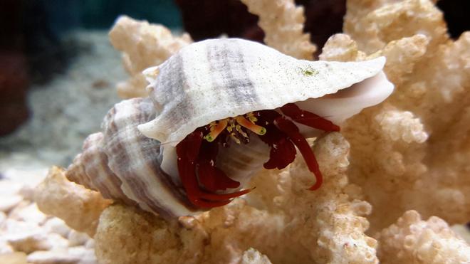 corals inverts - paguristes cadenati - scarlet reef hermit crab stocking in 125 gallons tank - Scarlet Red Legs Crab