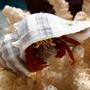 corals inverts - paguristes cadenati - scarlet reef hermit crab stocking in 125 gallons tank - Scarlet Red Legs Crab