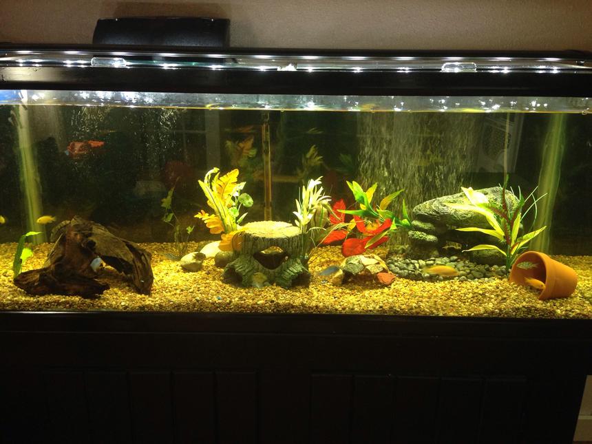 Rated #116: 75 Gallons Freshwater Fish Tank - Cichlid tank
