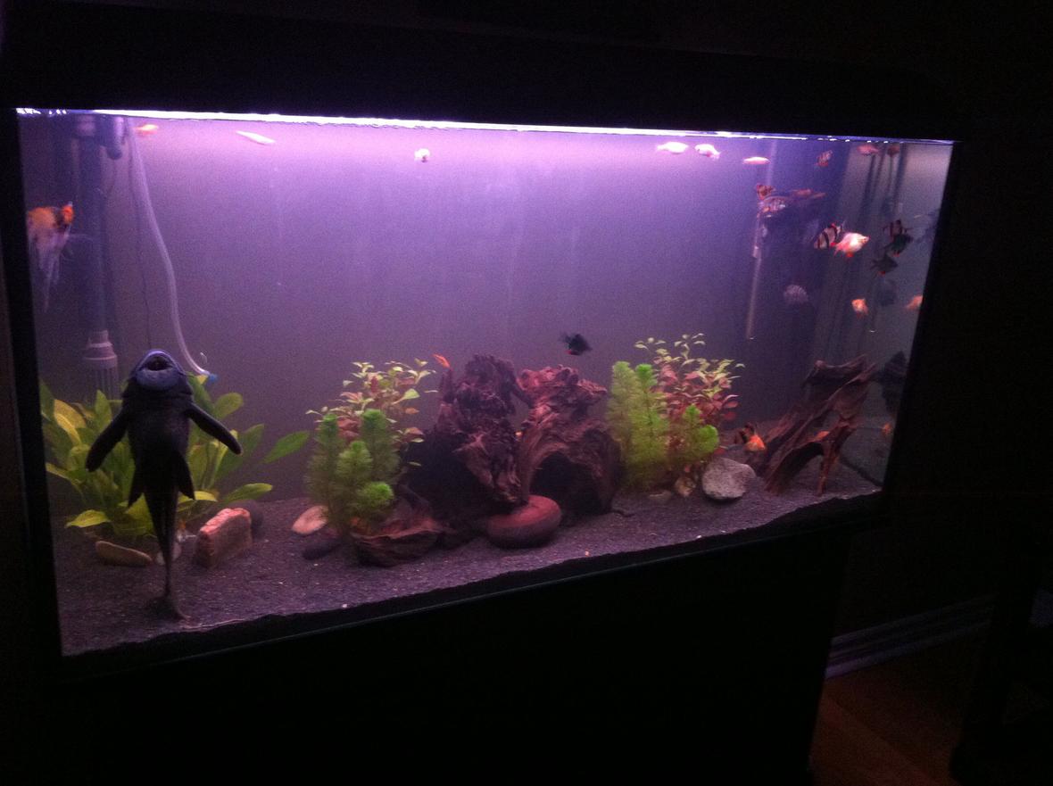77 gallons planted tank (mostly live plants and fish) - 77 gallon newly planted community tank.