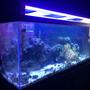 75 gallons saltwater fish tank (mostly fish, little/no live coral) - 75 gal