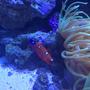 saltwater fish - coris formosa - formosa wrasse stocking in 75 gallons tank - Wrasse