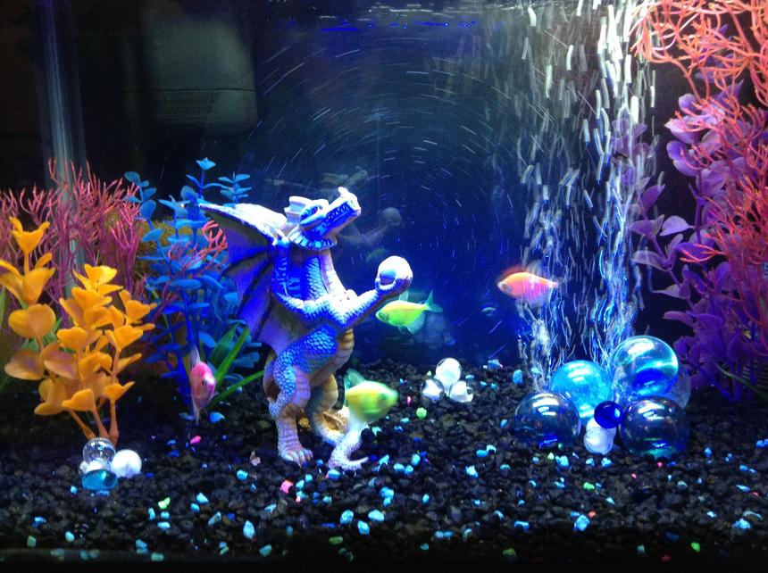 Rated #140: 10 Gallons Freshwater Fish Tank - Freak fish in their unnatural habitat.