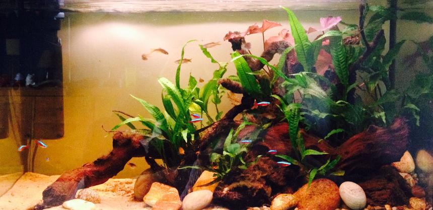 Rated #29: 33 Gallons Planted Tank - Fluval 125, low light with Java Fern, Java Moss, Anubis nana and Red Indian Fern. Fish include 2 x Ram Cichlids (pair) 5 x Leopard Danios, 5 x Glowlight Danios, 10 x Cardinal Tetra, 1 x Neon Goby, 1 x Blue Cheeked Goby, 1 x Gardeneri Killifish & 1 x Dwarf Zebra Loach.