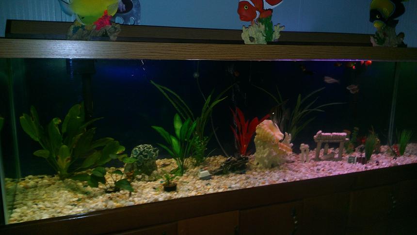 Rated #1914: 135 Gallons Planted Tank - Finally got right spectrum bulb for live plants. Added a sea shell decoration.