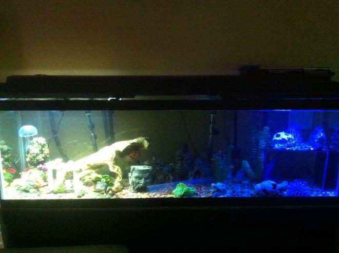 125 gallons freshwater fish tank (mostly fish and non-living decorations) - Welcome to Skull Island