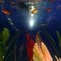 fish tank picture - Freshwater, 3 live plants on left side of tank. Deep blue background. 24 peaceful fish.