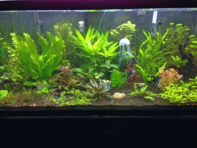 75 gallons planted tank (mostly live plants and fish) - My first planted tank
