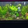 75 gallons planted tank (mostly live plants and fish) - My first planted tank