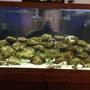 90 gallons saltwater fish tank (mostly fish, little/no live coral) - 90 gallon salt water tank w/live rock