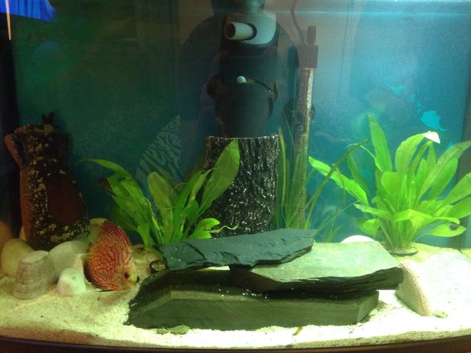 13 gallons freshwater fish tank (mostly fish and non-living decorations) - starter picture.
