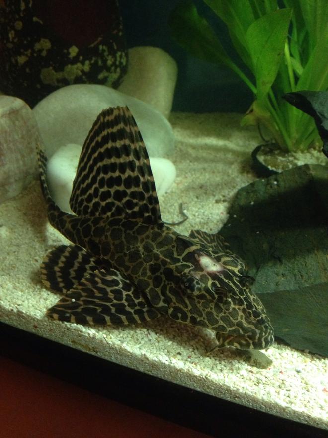 freshwater fish - glyptoperichthys gibbiceps - sailfin pleco (l-83) stocking in 13 gallons tank - injured pleco.