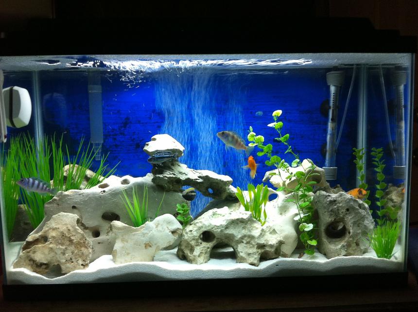 Rated #17: 29 Gallons Freshwater Fish Tank - Real Texas holey rock African cichlid tank