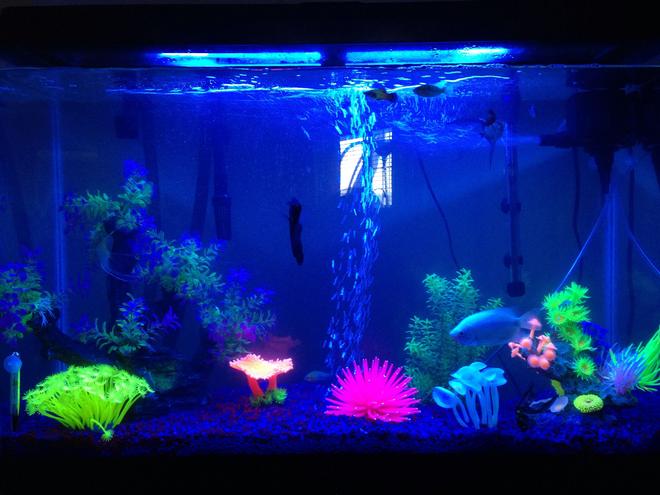 45 gallons freshwater fish tank (mostly fish and non-living decorations) - This is my 45 gallon tank