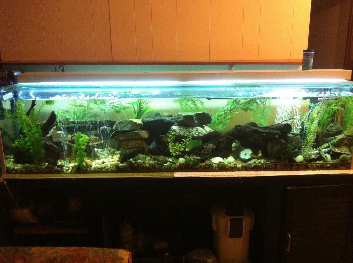 fish tank picture - Tank again