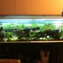 fish tank picture - Tank again