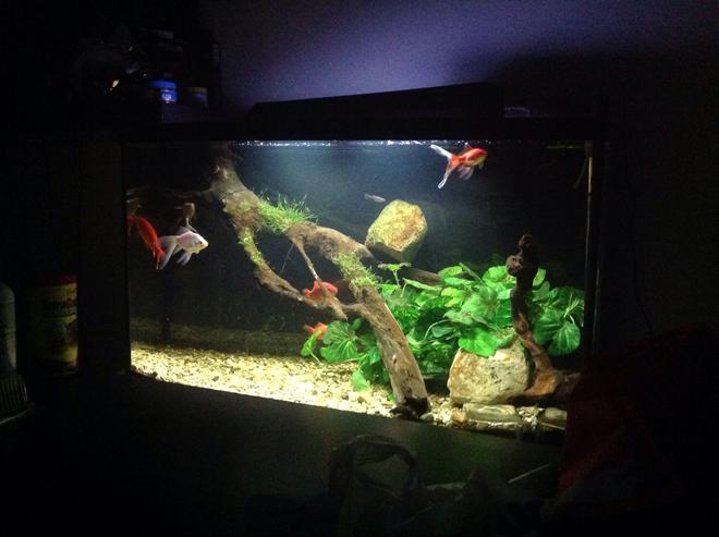 75 gallons freshwater fish tank (mostly fish and non-living decorations) - Getting a new tank going to miss this one.