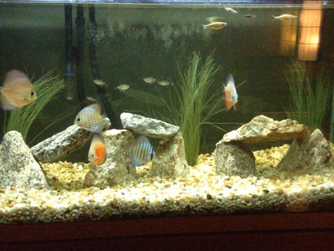 90 gallons freshwater fish tank (mostly fish and non-living decorations) - Discus