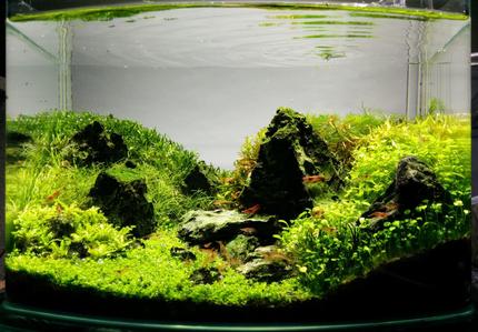 3 gallons planted tank (mostly live plants and fish) - 9 months after establishment