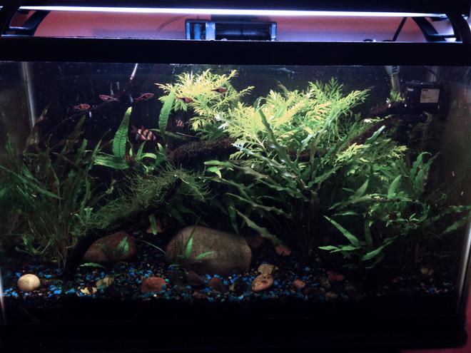 29 gallons planted tank (mostly live plants and fish) - My first planted tank.