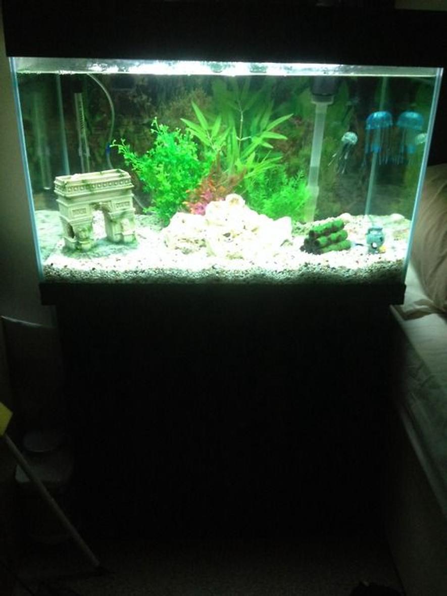 37 gallons freshwater fish tank (mostly fish and non-living decorations) - My new tank