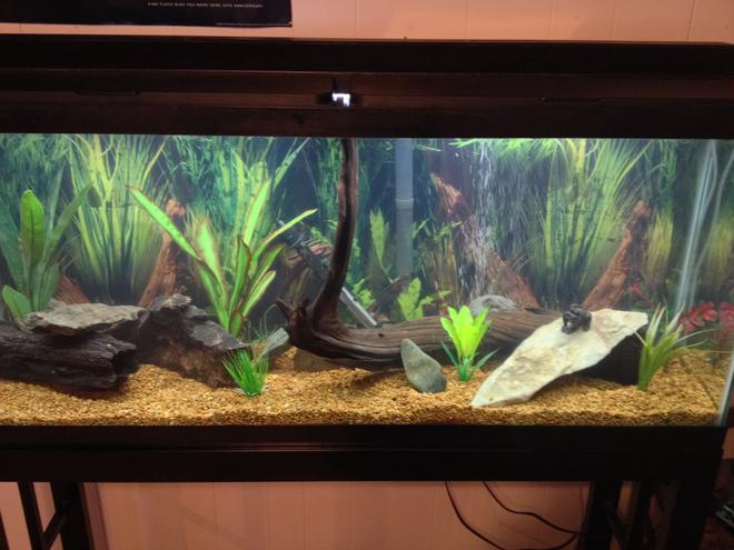 55 gallons freshwater fish tank (mostly fish and non-living decorations) - 55 gallon