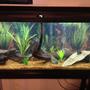 55 gallons freshwater fish tank (mostly fish and non-living decorations) - 55 gallon