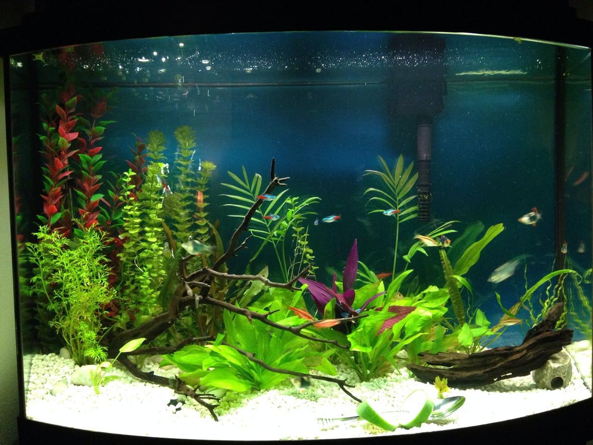 36 gallons planted tank (mostly live plants and fish) - Planted freshh