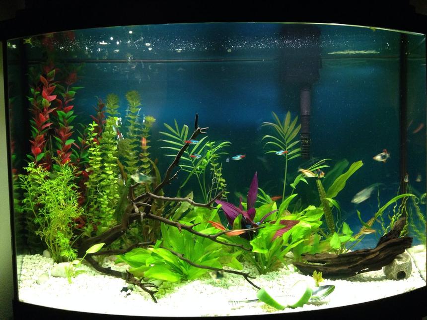 Rated #34: 36 Gallons Planted Tank - Planted freshh