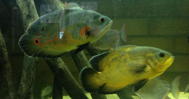 freshwater fish - astronotus ocellatus - tiger oscar stocking in 240 gallons tank - Rusta and Fury