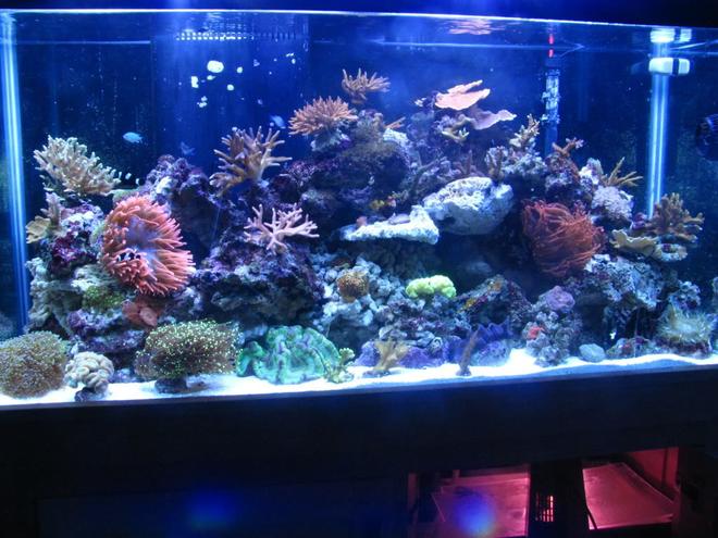 90 gallons reef tank (mostly live coral and fish)