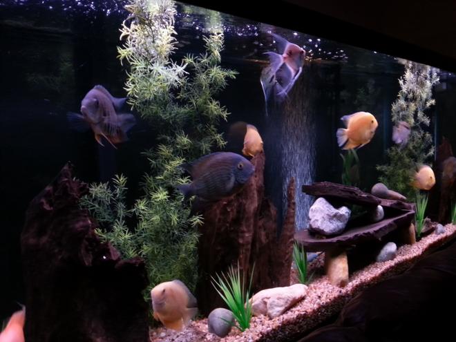 150 gallons freshwater fish tank (mostly fish and non-living decorations) - My severum tank.