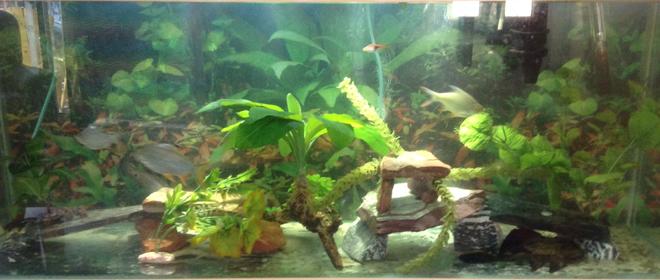 55 gallons freshwater fish tank (mostly fish and non-living decorations) - 55 gallon freshwater aquarium all artificial plants and slate, bare bottom tank
2 plecosotomus, 3 tinfoil barbs, 1 clown knifefish, 
1 rainbow shark