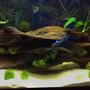 25 gallons freshwater fish tank (mostly fish and non-living decorations) - 25 gallon with dwarf hairgrass anubias nana and marimo moss ball