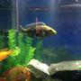 freshwater fish - nimbochromis venustus - venustus cichlid stocking in 55 gallons tank - Nice