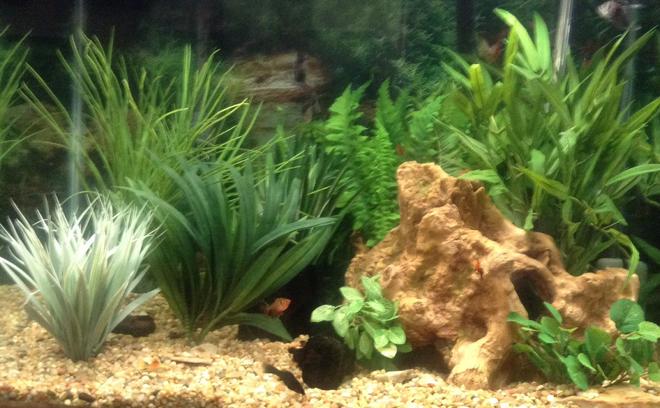 57 gallons freshwater fish tank (mostly fish and non-living decorations) - 57 gal freshwater Tetra tank with plastic plants