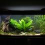 55 gallons freshwater fish tank (mostly fish and non-living decorations)