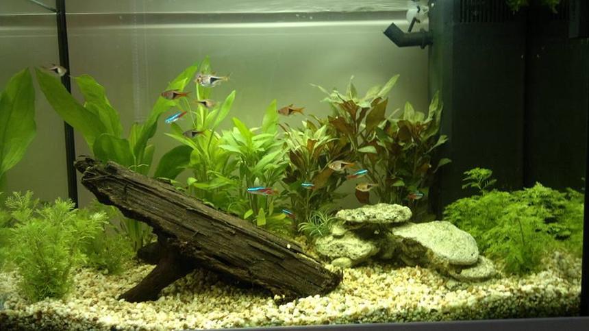 Rated #47: 19 Gallons Freshwater Fish Tank - 8 neon tetras, 8 harlies