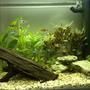 19 gallons freshwater fish tank (mostly fish and non-living decorations) - 8 neon tetras, 8 harlies