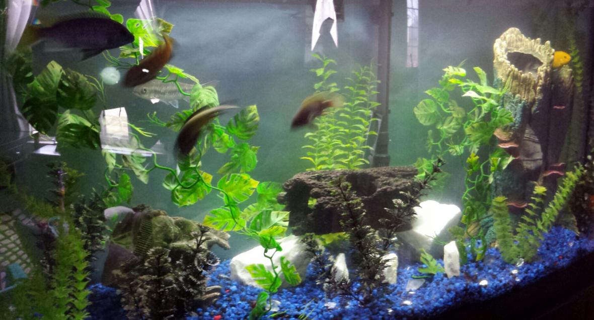 72 gallons freshwater fish tank (mostly fish and non-living decorations) - Aggressive fresh water