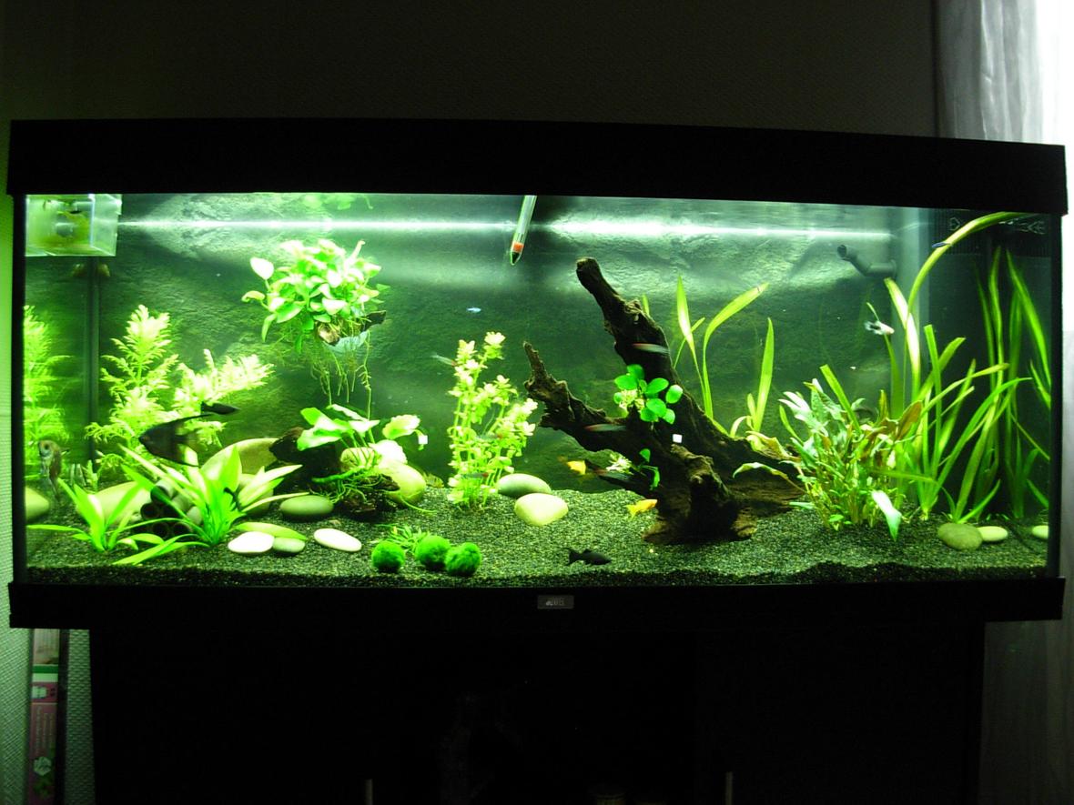 63 gallons planted tank (mostly live plants and fish) - 63 gallons plantes tank
