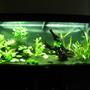 63 gallons planted tank (mostly live plants and fish) - 63 gallons plantes tank