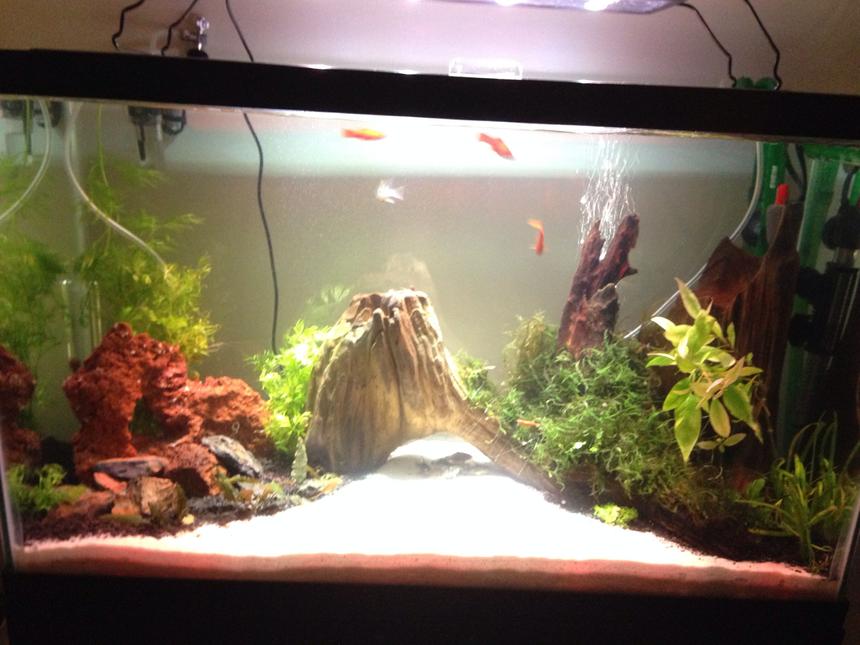 Rated #43: 29 Gallons Planted Tank - 29G all live plants community tank.

Eco-Complete substrate in corners with caribsea sand in the center.